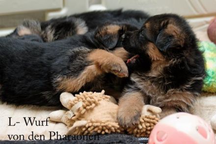 Deutsche Schäferhundwelpen