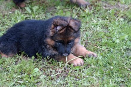 Deutsche Schäferhundwelpen