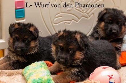 Deutsche Schäferhundwelpen