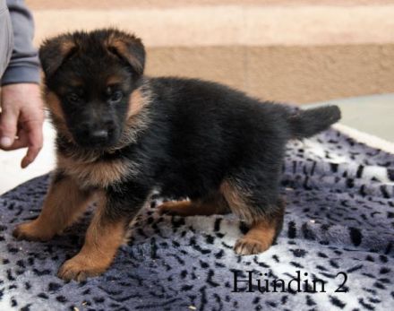 Deutsche Schäferhundwelpen