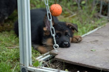 Deutsche Schäferhundwelpen