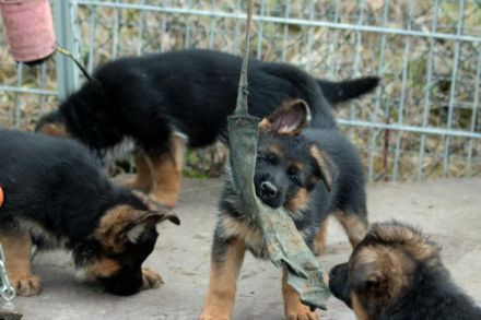 Deutsche Schäferhundwelpen
