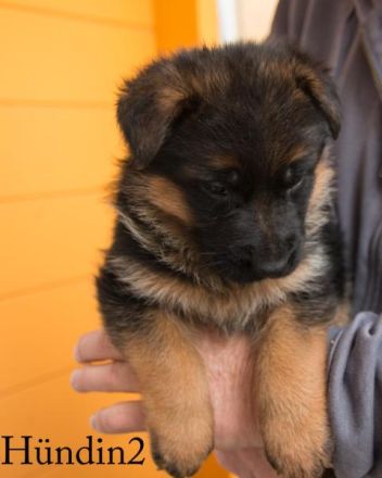 Deutsche Schäferhundwelpen