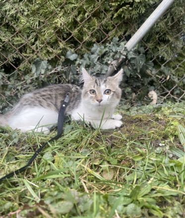 Kleiner Simba sucht ein neues Zuhause