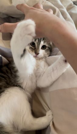 Kleiner Simba sucht ein neues Zuhause