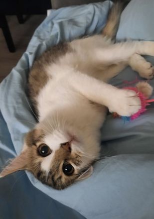 Kleiner Simba sucht ein neues Zuhause