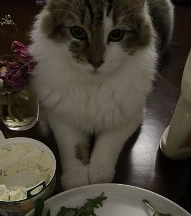 Kleiner Simba sucht ein neues Zuhause