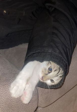 Kleiner Simba sucht ein neues Zuhause