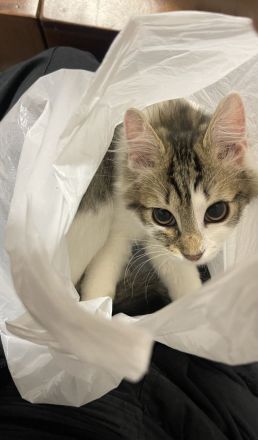 Kleiner Simba sucht ein neues Zuhause