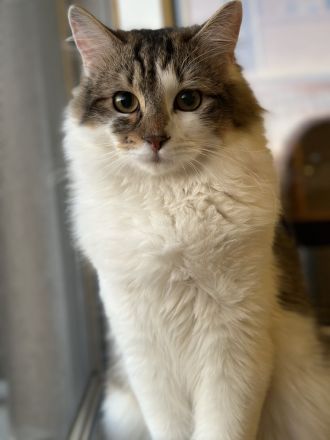 Kleiner Simba sucht ein neues Zuhause