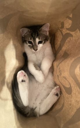 Kleiner Simba sucht ein neues Zuhause