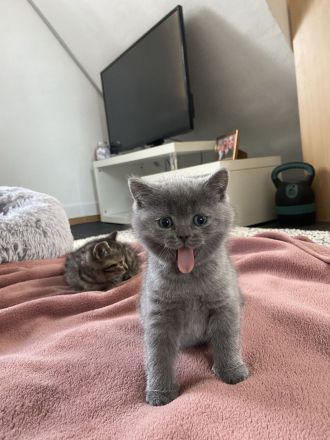 BKH Kitten