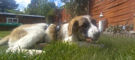 Büebli - Wer schenkt ihm ein Zuhause?