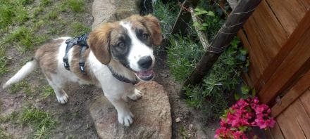 Büebli - Wer schenkt ihm ein Zuhause?