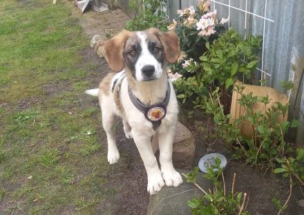 Büebli - Wer schenkt ihm ein Zuhause?