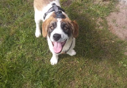 Büebli - Wer schenkt ihm ein Zuhause?