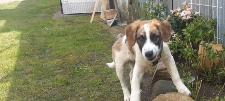 Büebli - Wer schenkt ihm ein Zuhause?