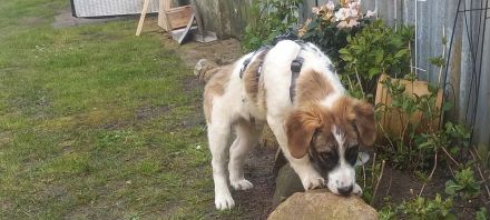 Büebli - Wer schenkt ihm ein Zuhause?