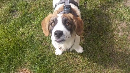 Büebli - Wer schenkt ihm ein Zuhause?