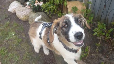 Büebli - Wer schenkt ihm ein Zuhause?