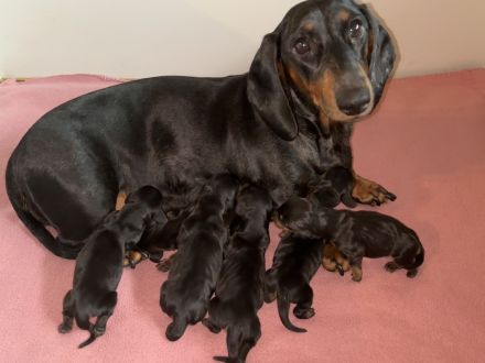 von den Glücksdackeln