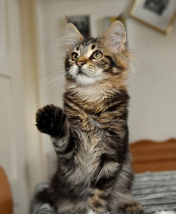 Maine Coon Kitten m. Pap. 4 Mon.