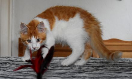 Maine Coon Kitten m. Pap. 4 Mon.