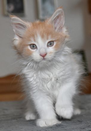 Maine Coon Kitten m. Pap. 4 Mon.