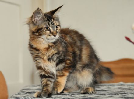 Maine Coon Kitten m. Pap. 4 Mon.