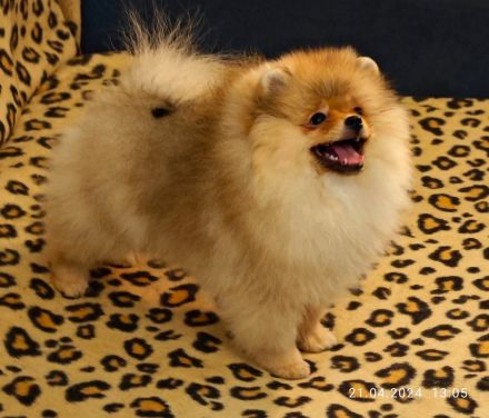 Pomeranian Zwergspitz Welpen Weibchen mit Ahnentafel