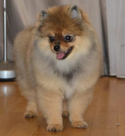 Pomeranian Zwergspitz Welpen Weibchen mit Ahnentafel