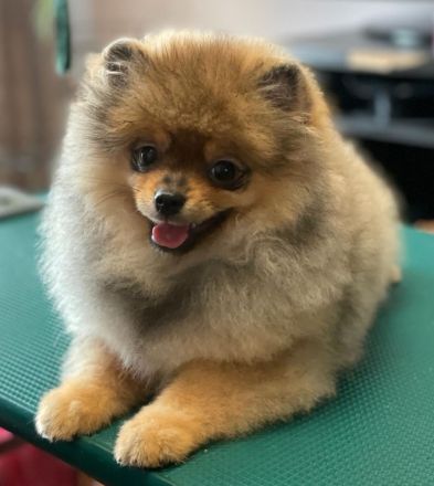 Pomeranian Zwergspitz Welpen Weibchen mit Ahnentafel