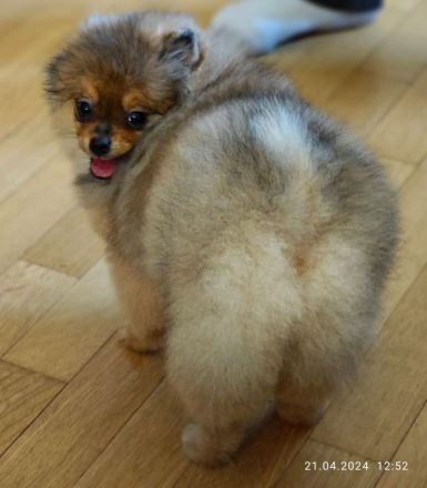 Pomeranian Zwergspitz Welpen Weibchen mit Ahnentafel