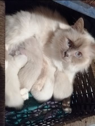 Heilige Birma Kitten, lilac, wbl