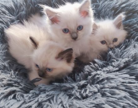 Heilige Birma Kitten, lilac, wbl