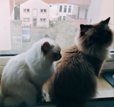 Heilige Birma Kitten, lilac, wbl