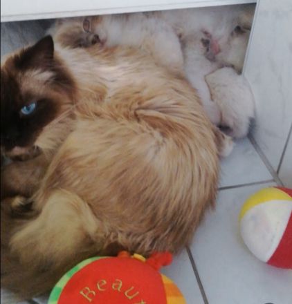 Heilige Birma Kitten, lilac, wbl