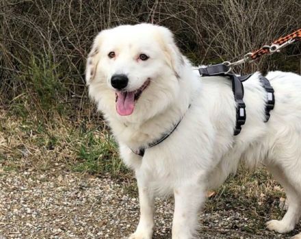 Buddy sucht ein hundeerfahrenes Zuhause