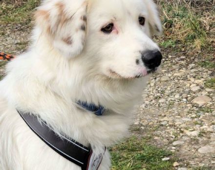 Buddy sucht ein hundeerfahrenes Zuhause