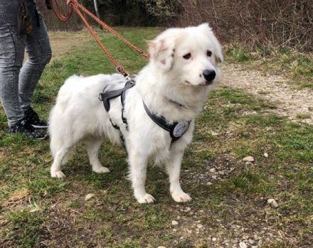 Buddy sucht ein hundeerfahrenes Zuhause