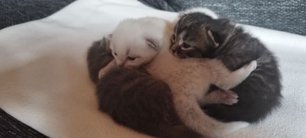 Heilige Birma/Perser Mix Kitten, zuckersüße Katzenbabys