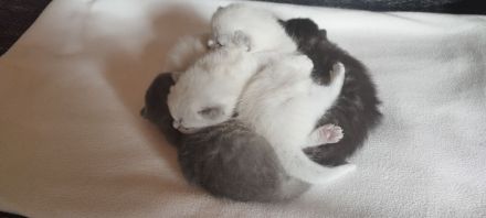 Heilige Birma/Perser Mix Kitten, zuckersüße Katzenbabys