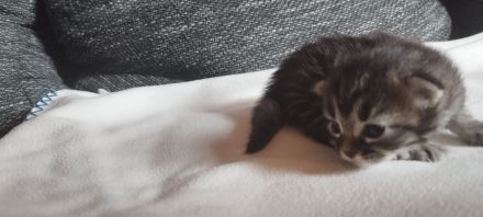 Heilige Birma/Perser Mix Kitten, zuckersüße Katzenbabys