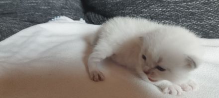 Heilige Birma/Perser Mix Kitten, zuckersüße Katzenbabys