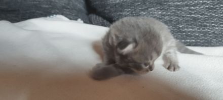 Heilige Birma/Perser Mix Kitten, zuckersüße Katzenbabys