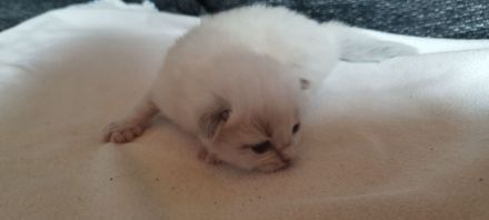Heilige Birma/Perser Mix Kitten, zuckersüße Katzenbabys
