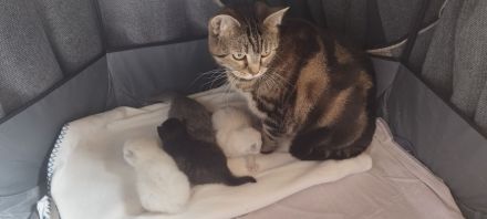 Heilige Birma/Perser Mix Kitten, zuckersüße Katzenbabys