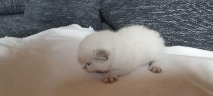 Heilige Birma/Perser Mix Kitten, zuckersüße Katzenbabys