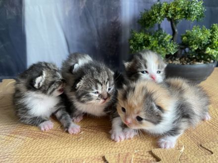 Wunderschöne BKH / BLH Kitten