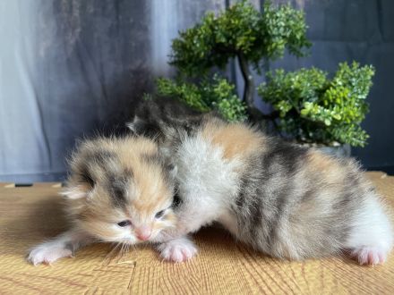 Wunderschöne BKH / BLH Kitten